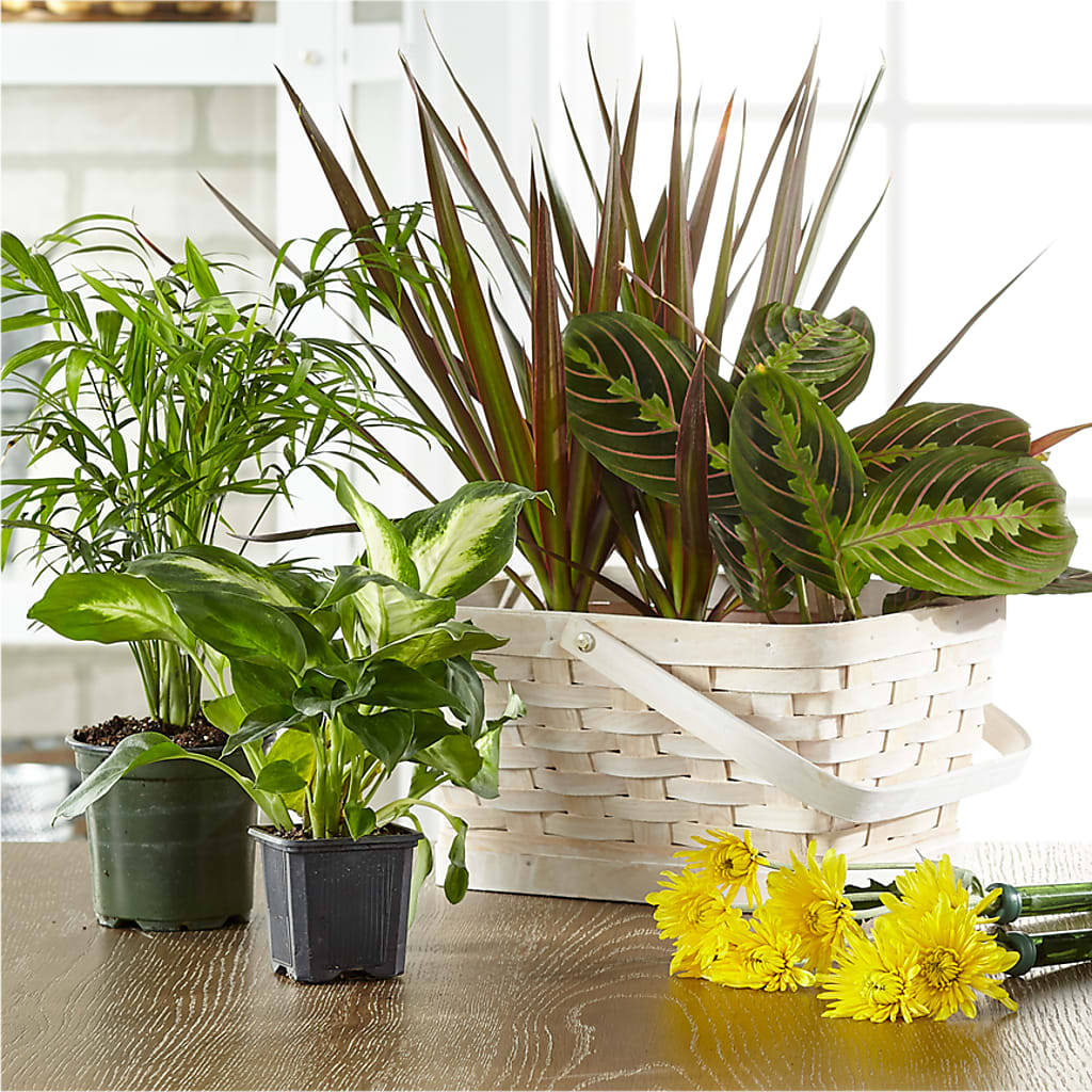 Florist Designed Blooming and Green Plants in a Basket – KELLEN'S FLORIST INC, Hobart IN