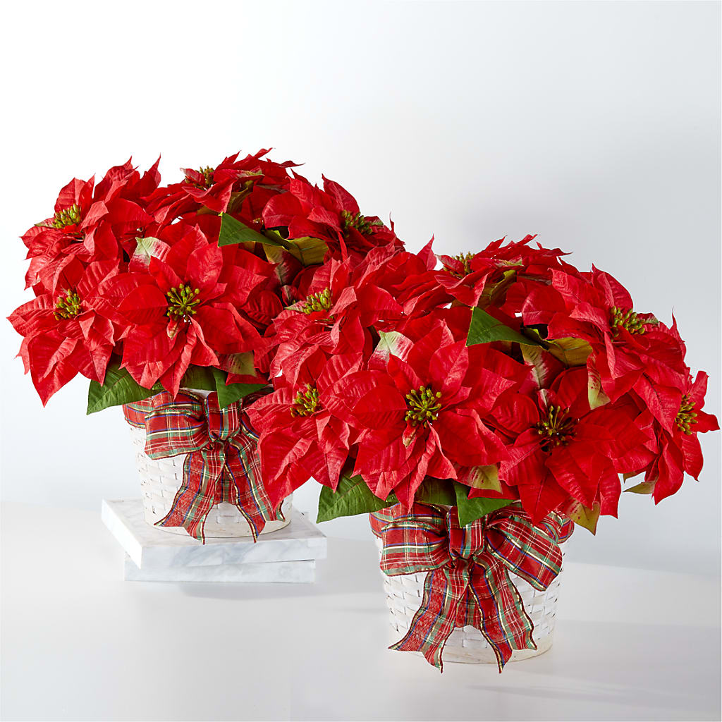 Happiest Holidays Poinsettia Bundle – KELLEN'S FLORIST INC, Hobart IN