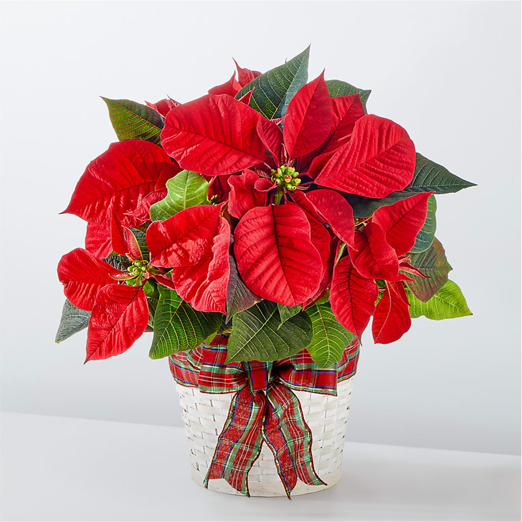 Happiest Holidays Poinsettia – KELLEN'S FLORIST INC, Hobart IN
