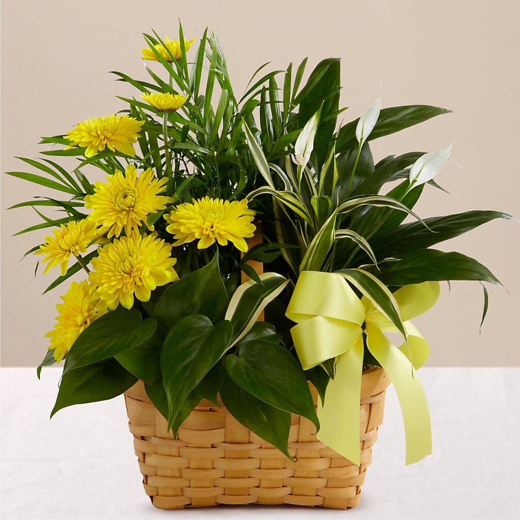 Loving Light Dishgarden – KELLEN'S FLORIST INC, Hobart IN