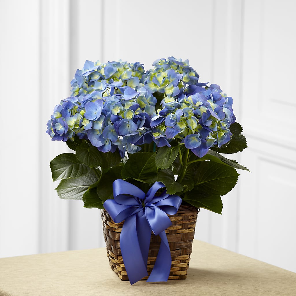 Blue Hydrangea Planter – KELLEN'S FLORIST INC, Hobart IN
