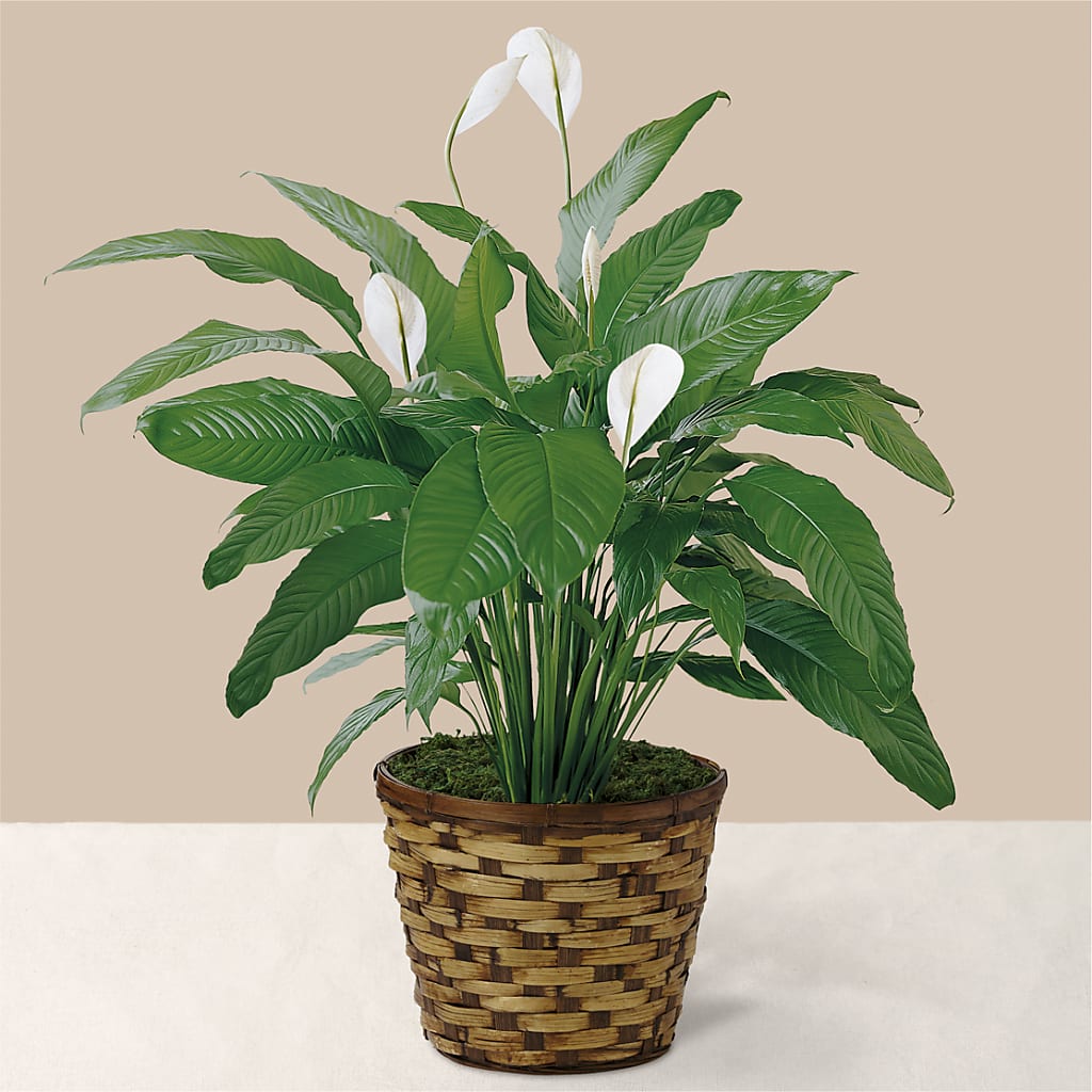 Tranquil Moments Peace Lily Plant – KELLEN'S FLORIST INC, Hobart IN