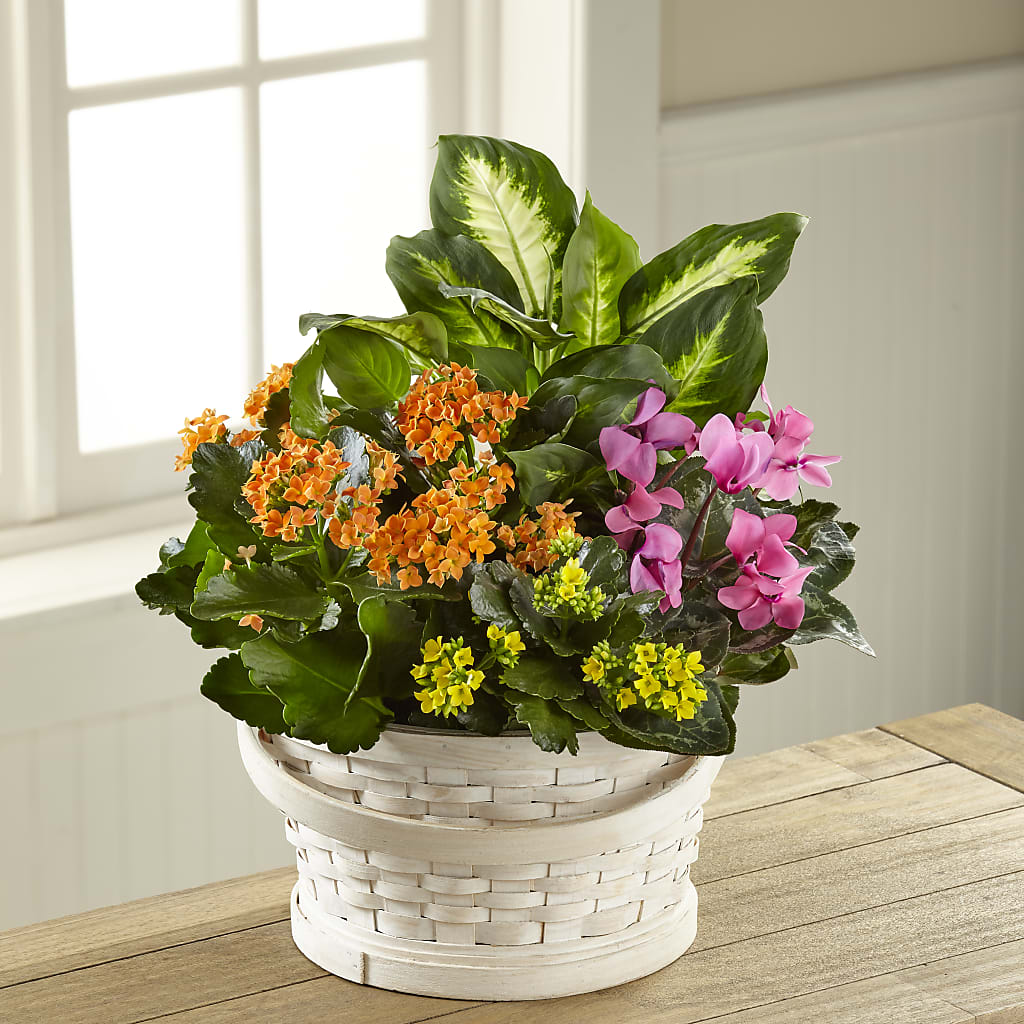 Color Crush Dishgarden – KELLEN'S FLORIST INC, Hobart IN