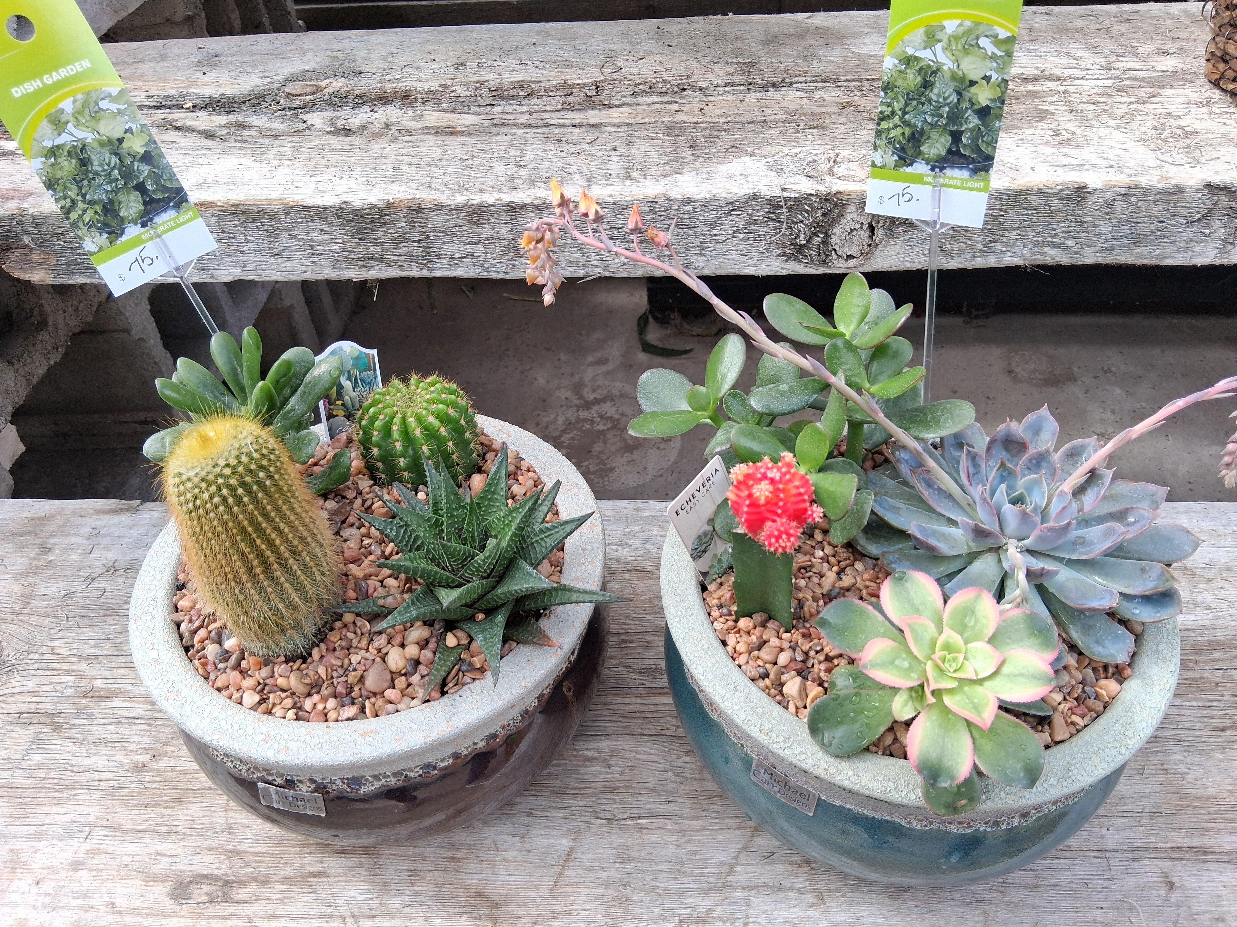 cactus and succulents dish garden CACTUS GARDEN – flower arrangement | Hobart, IN