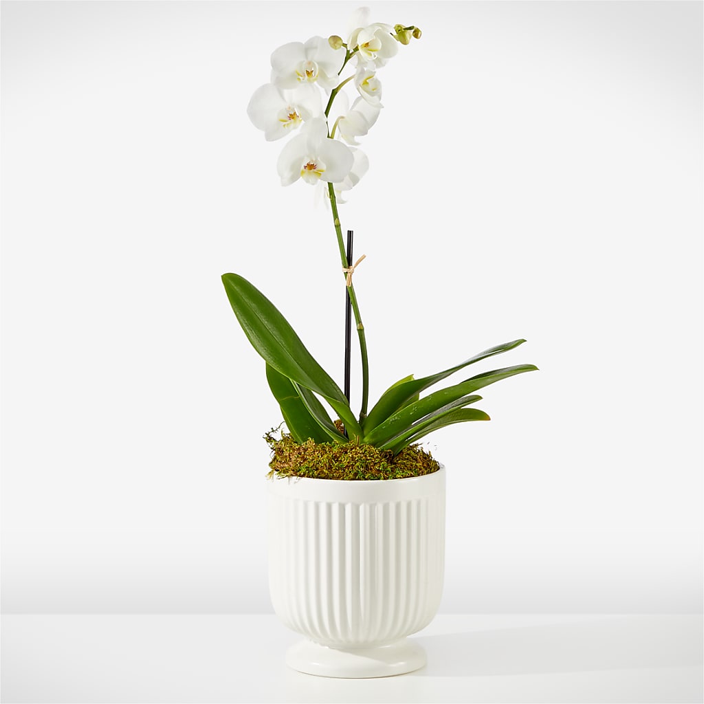 Whispering White Orchid – KELLEN'S FLORIST INC, Hobart IN