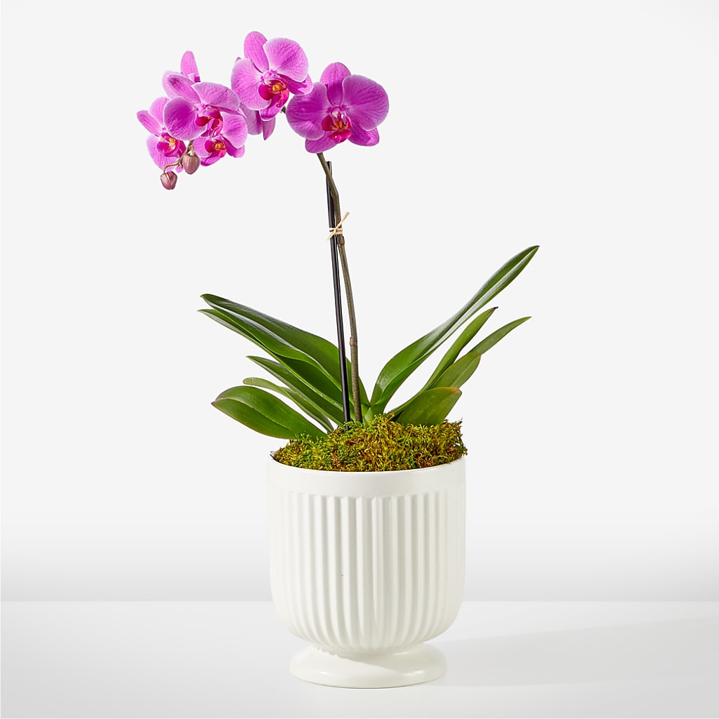 Friendly Fuchsia Orchid – KELLEN'S FLORIST INC, Hobart IN
