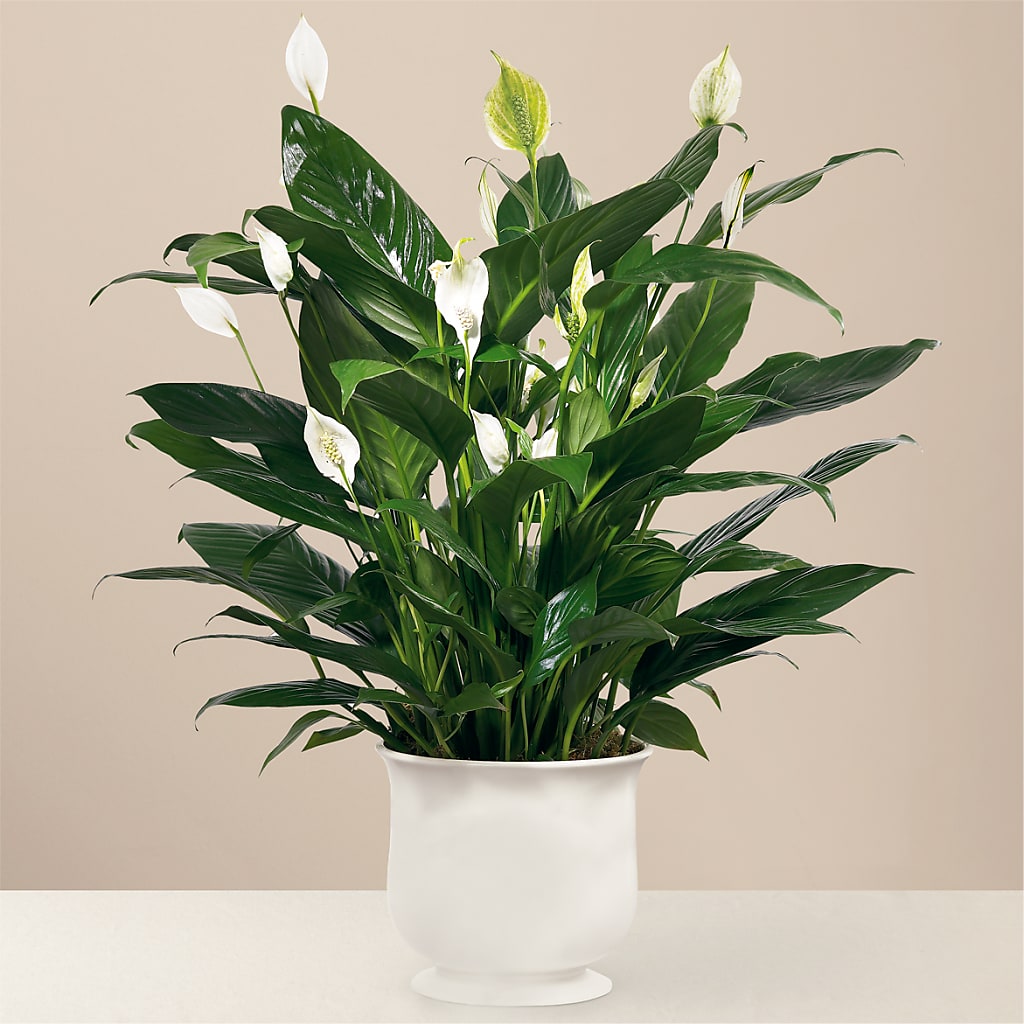 Comfort Planter – KELLEN'S FLORIST INC, Hobart IN