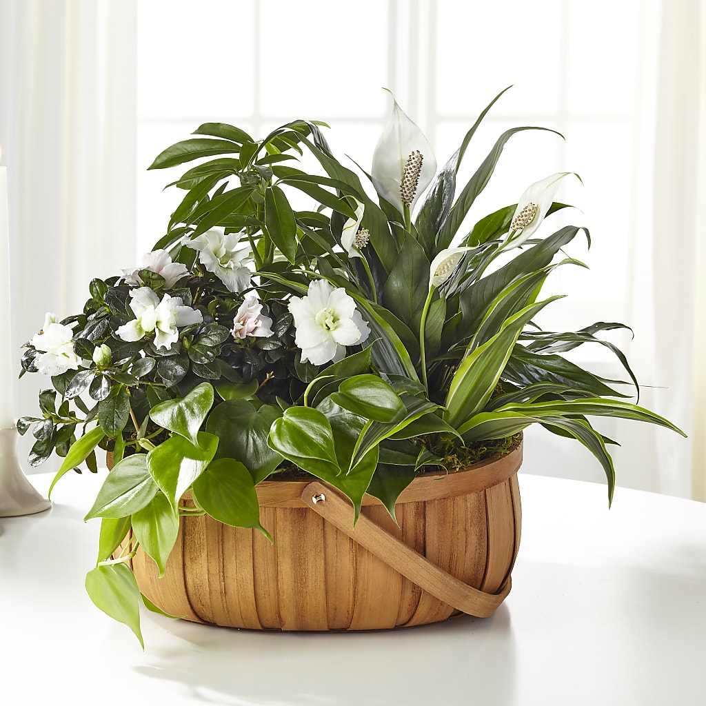 Serene Dishgarden – KELLEN'S FLORIST INC, Hobart IN