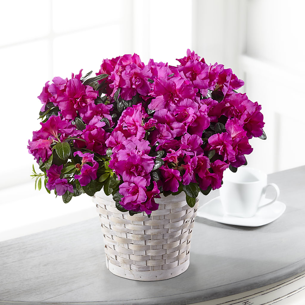 Hope & Serenity Azalea Plant – KELLEN'S FLORIST INC, Hobart IN