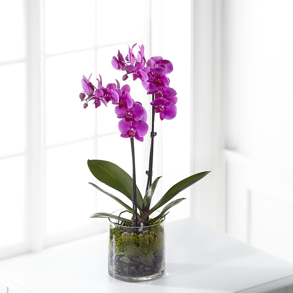 Pink Orchid Plant – KELLEN'S FLORIST INC, Hobart IN