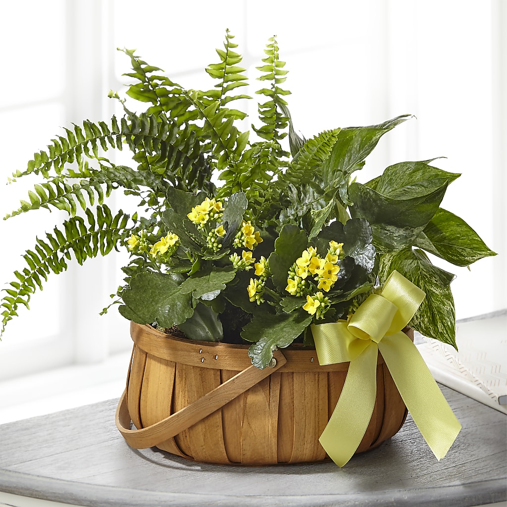 Always Dear Dishgarden – KELLEN'S FLORIST INC, Hobart IN