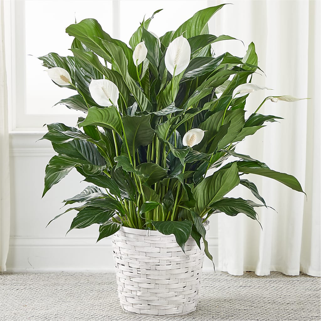 A New Leaf Peace Lily – KELLEN'S FLORIST INC, Hobart IN