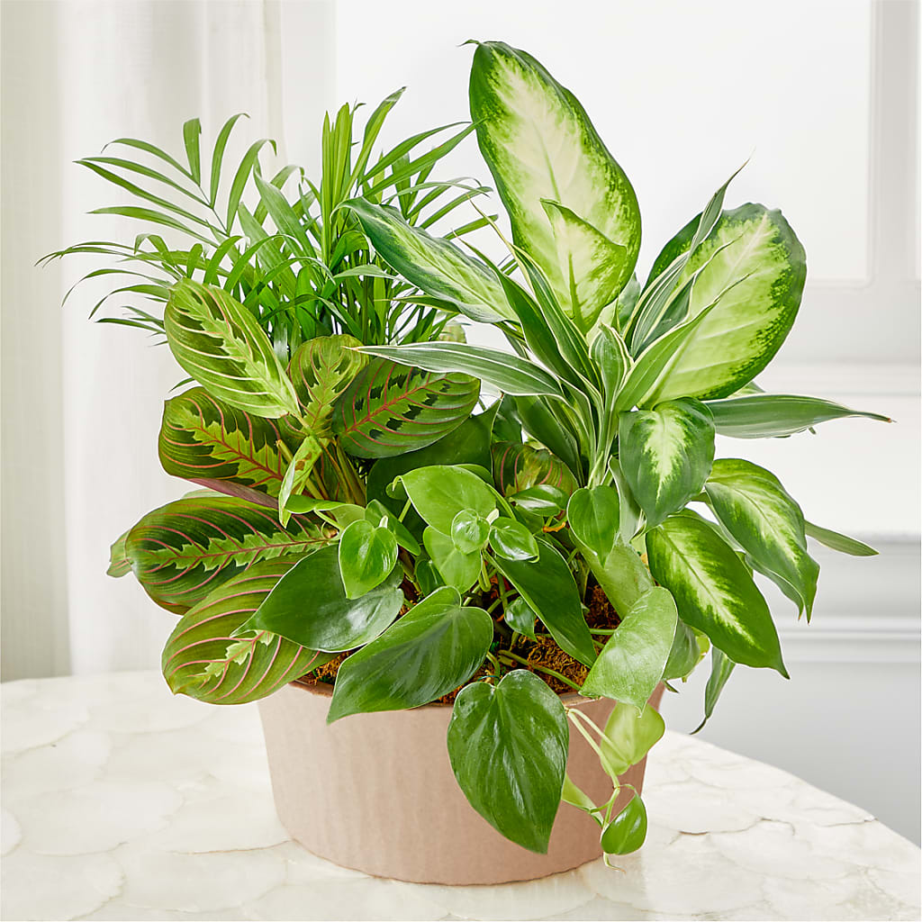 Balance & Harmony Dishgarden – KELLEN'S FLORIST INC, Hobart IN