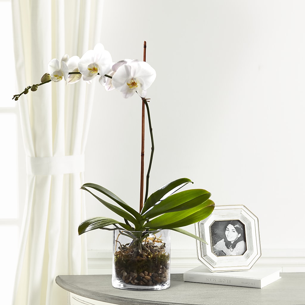 White Orchid Planter – KELLEN'S FLORIST INC, Hobart IN