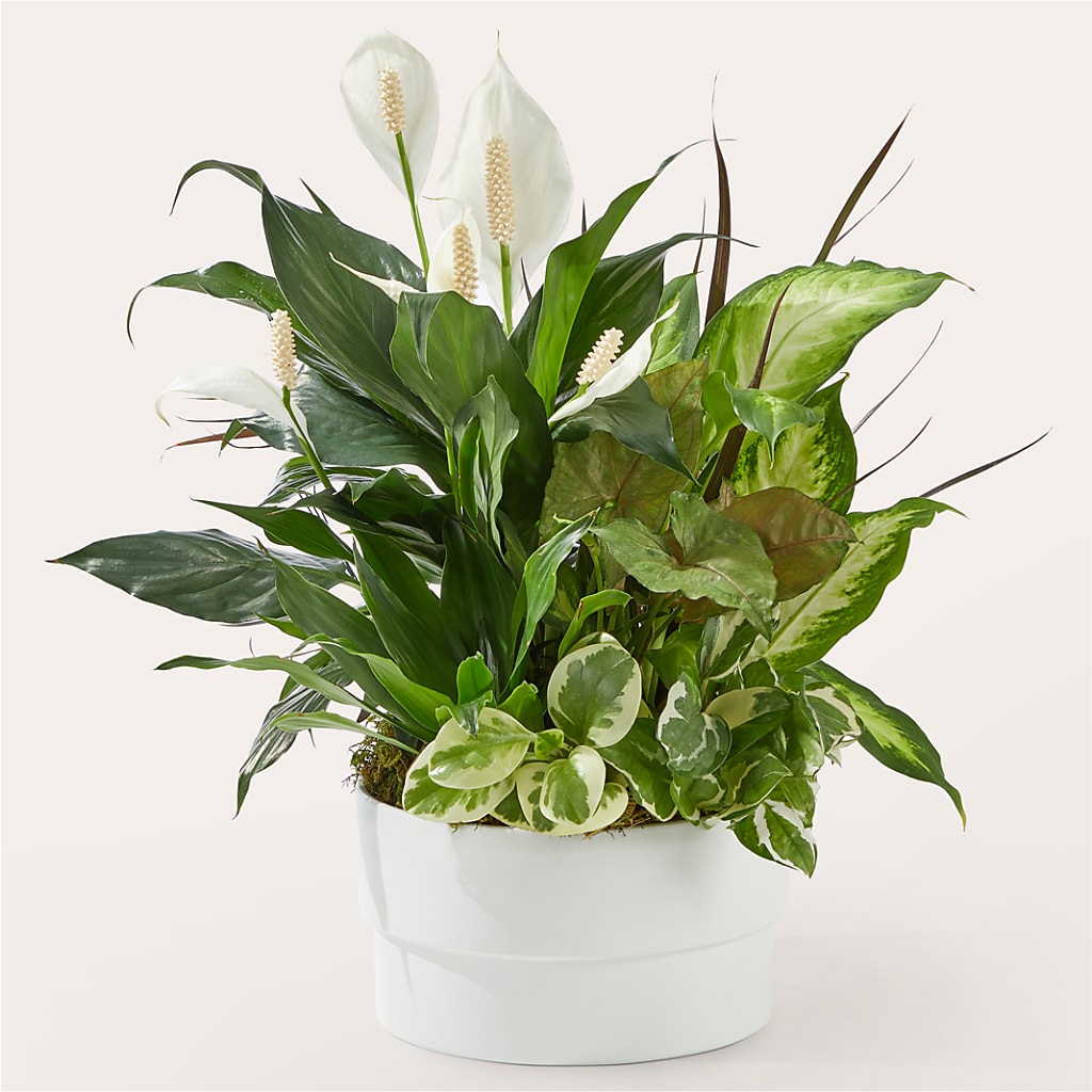 Radiating Positivity Dishgarden – KELLEN'S FLORIST INC, Hobart IN