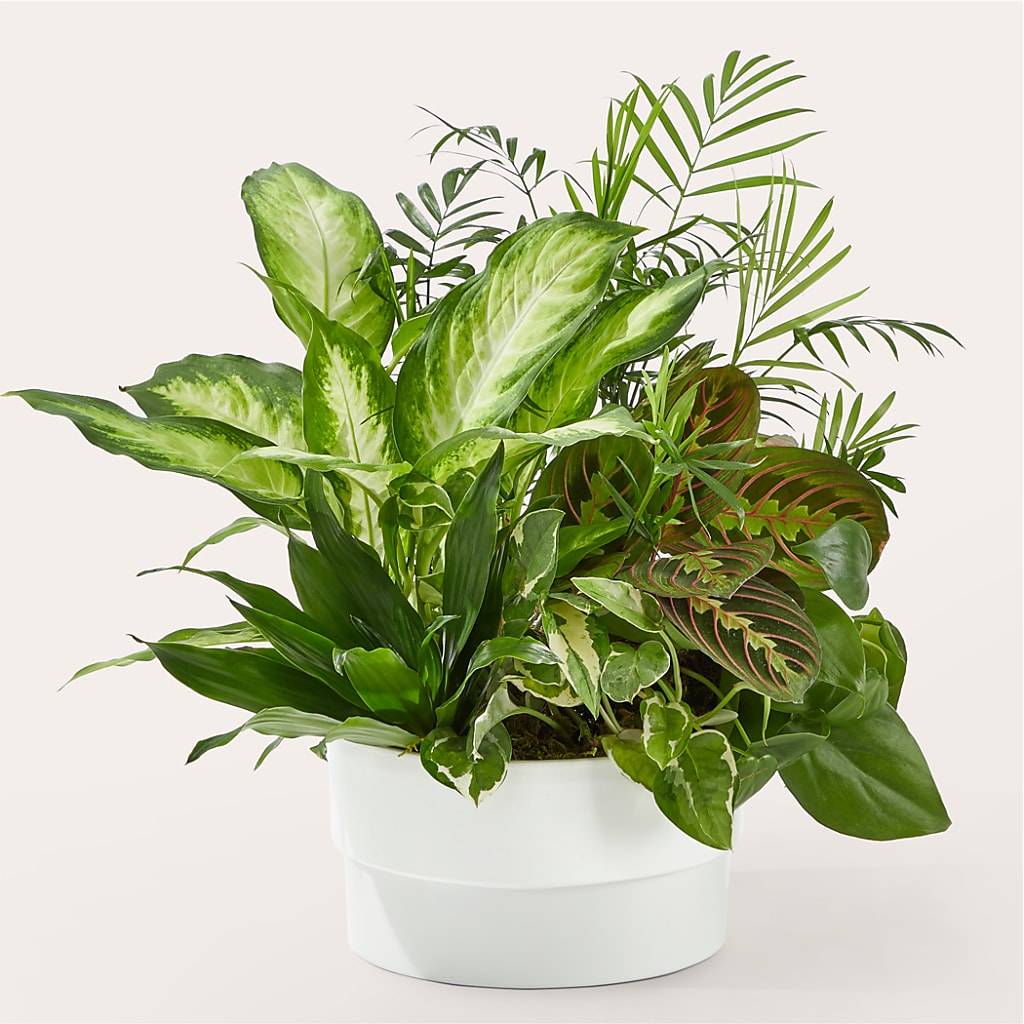 Radiating Positivity Dishgarden – KELLEN'S FLORIST INC, Hobart IN