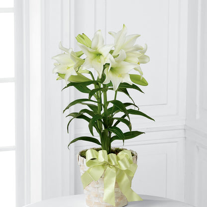 Easter Lily Plant – KELLEN'S FLORIST INC, Hobart IN