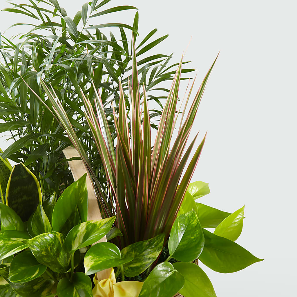 French Garden – KELLEN'S FLORIST INC, Hobart IN