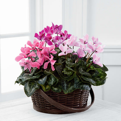 Mixed Cyclamen Planter – KELLEN'S FLORIST INC, Hobart IN