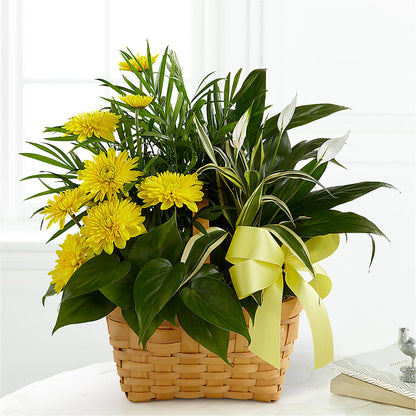 Loving Light Dishgarden – KELLEN'S FLORIST INC, Hobart IN