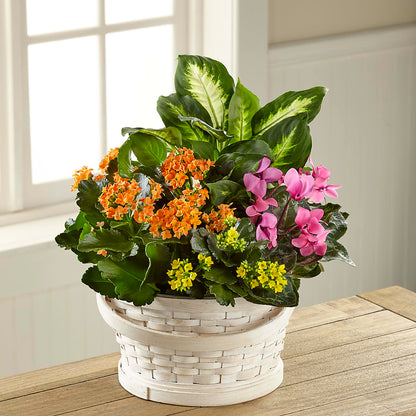 Color Crush Dishgarden – KELLEN'S FLORIST INC, Hobart IN