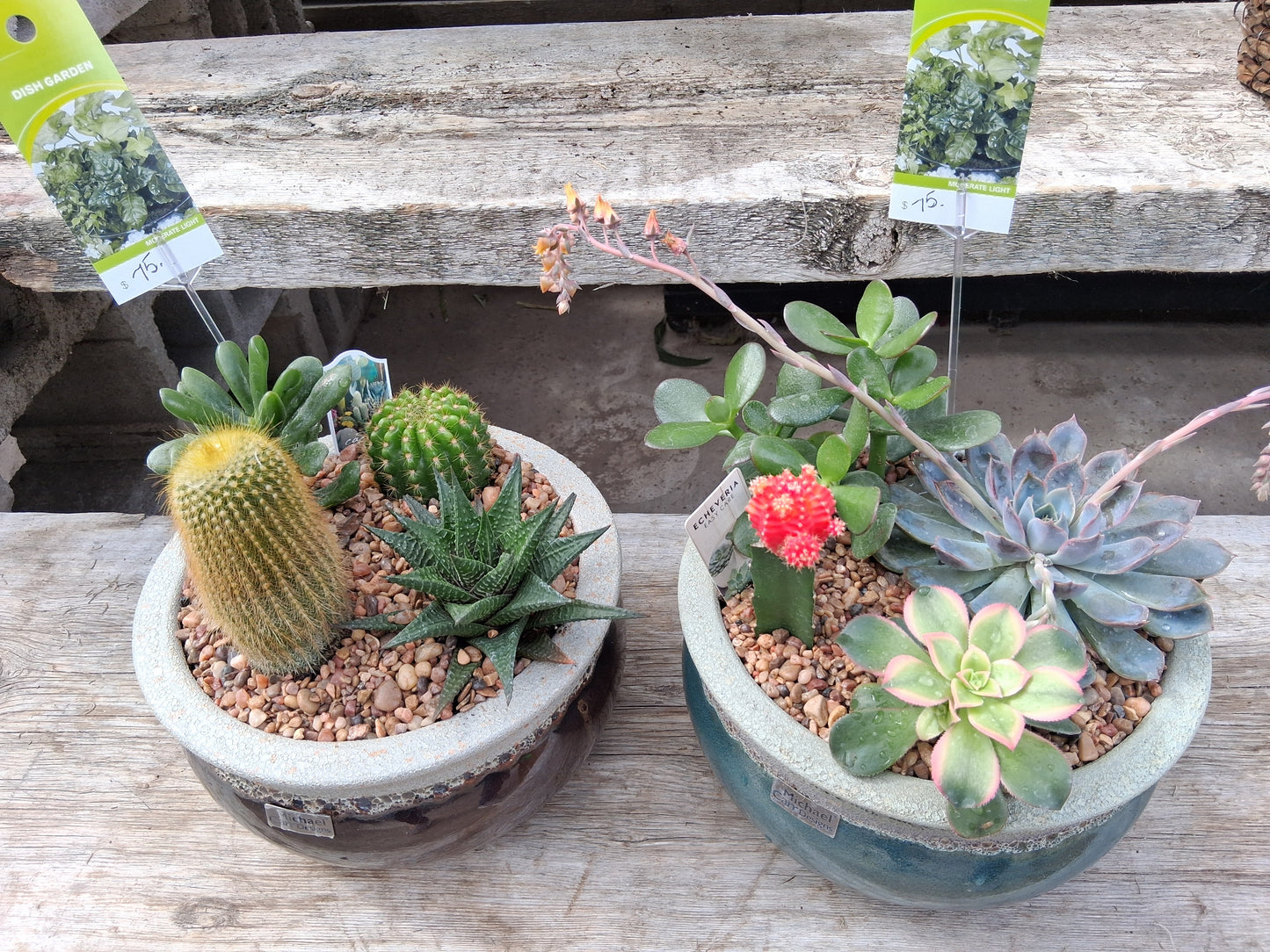CACTUS GARDEN