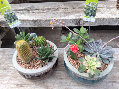CACTUS GARDEN – KELLEN'S FLORIST INC, Hobart IN