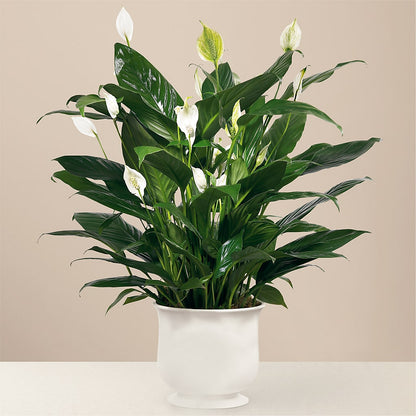Comfort Planter – KELLEN'S FLORIST INC, Hobart IN