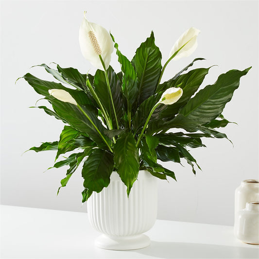 Comfort Planter – KELLEN'S FLORIST INC, Hobart IN