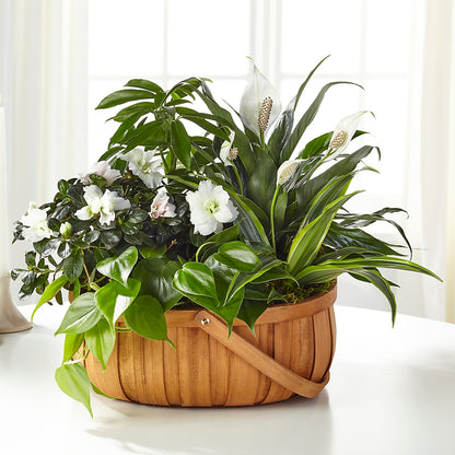 Serene Dishgarden – KELLEN'S FLORIST INC, Hobart IN
