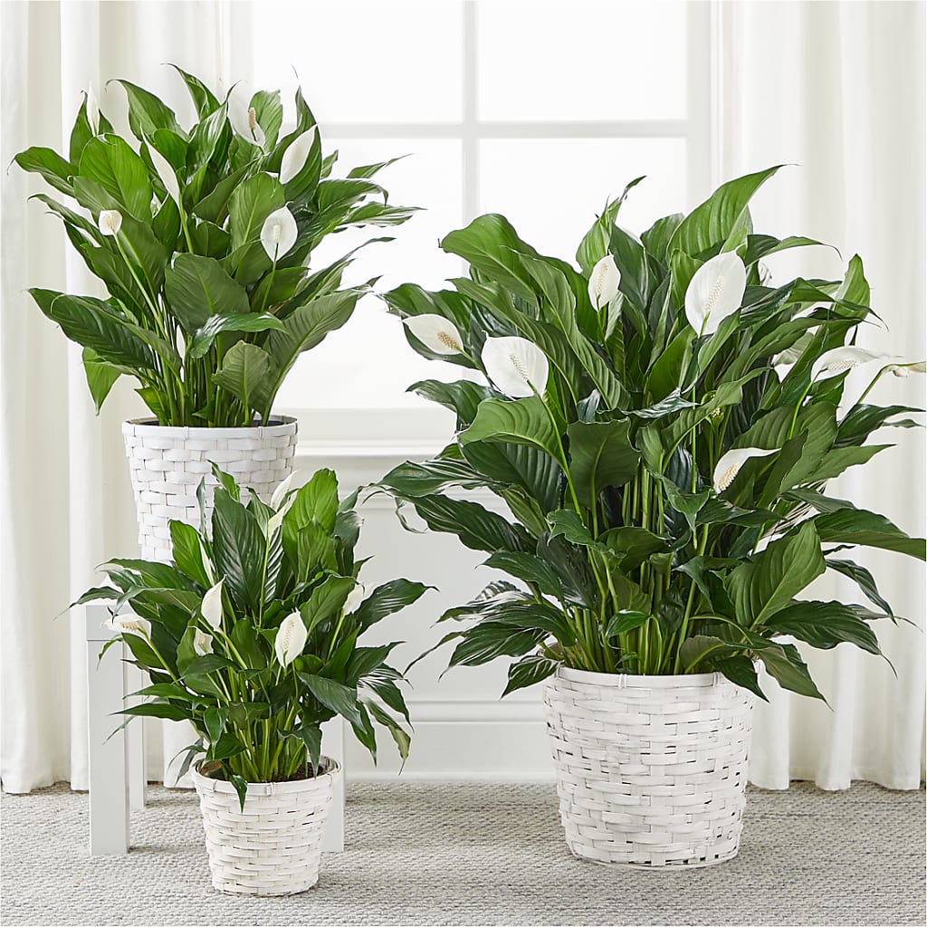 A New Leaf Peace Lily – KELLEN'S FLORIST INC, Hobart IN