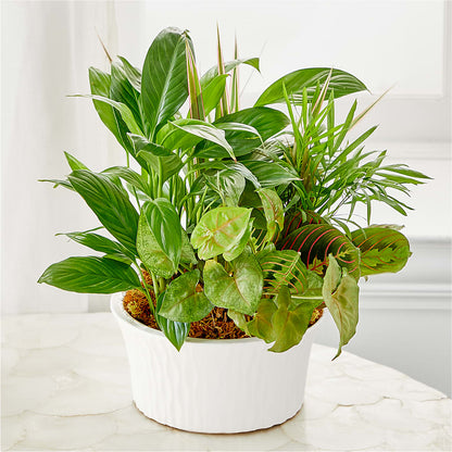 Balance & Harmony Dishgarden – KELLEN'S FLORIST INC, Hobart IN