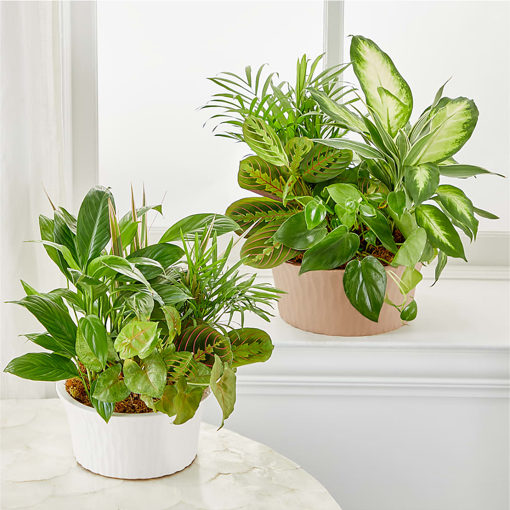Balance & Harmony Dishgarden – KELLEN'S FLORIST INC, Hobart IN