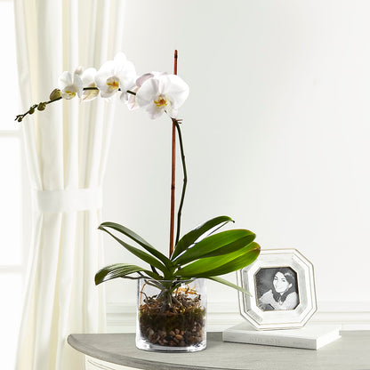 White Orchid Planter – KELLEN'S FLORIST INC, Hobart IN