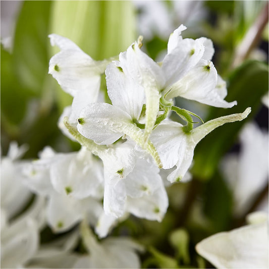 Classic Ivory – A Florist Original – KELLEN'S FLORIST INC, Hobart IN